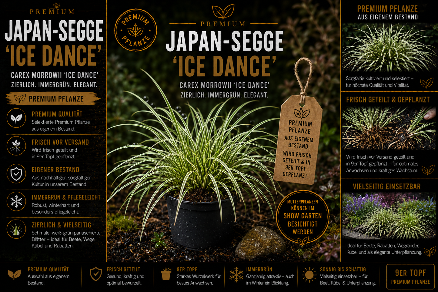 Japan-Segge ‘Ice Dance’ | Premium Pflanze frisch geteilt | 9er Topf