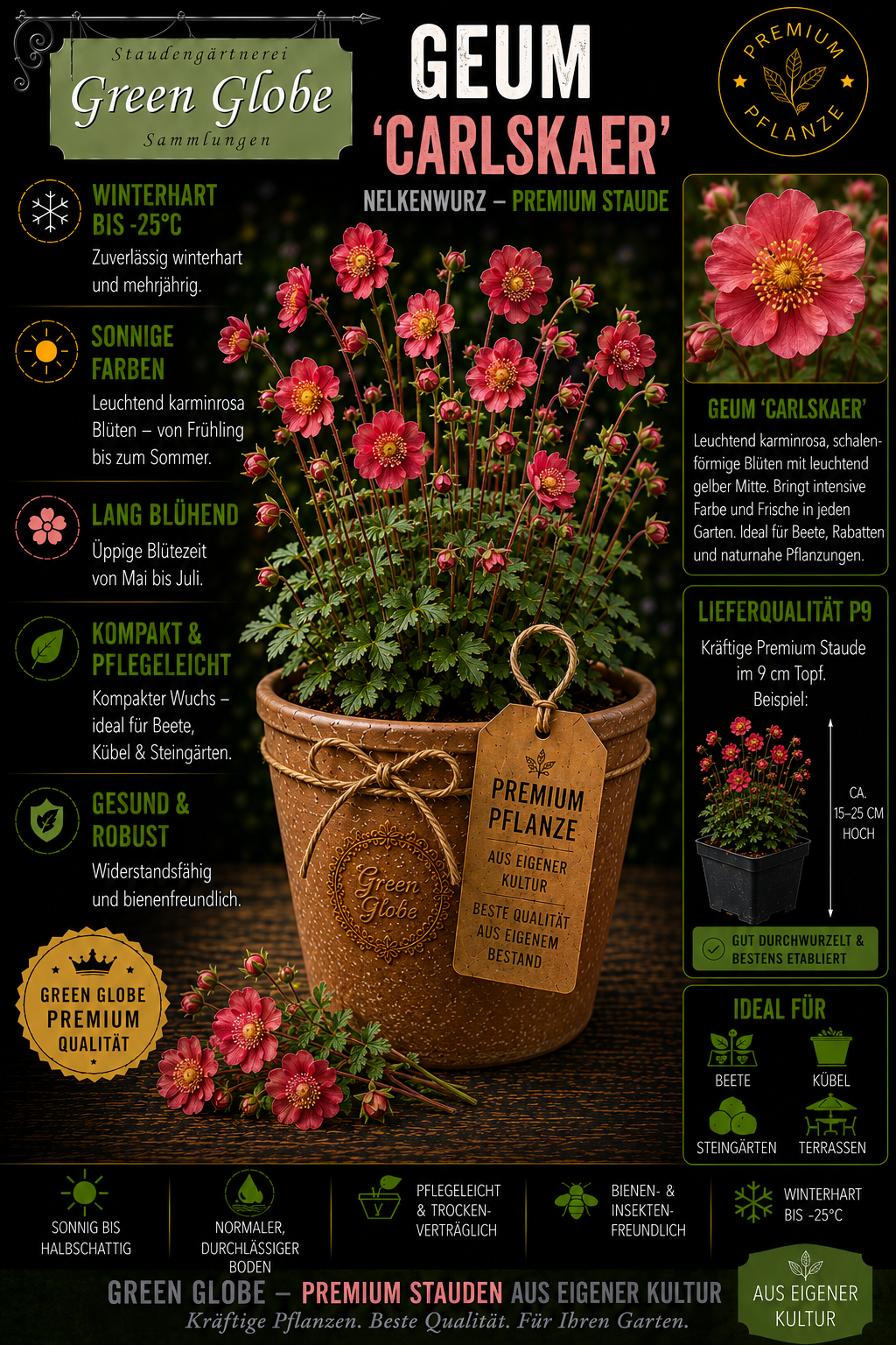 Geum 'Carlskaer' – Rarität | Winterharte Nelkenwurz | Leuchtend goldgelbe Blüten | Bienenfreundlich | Premium P9