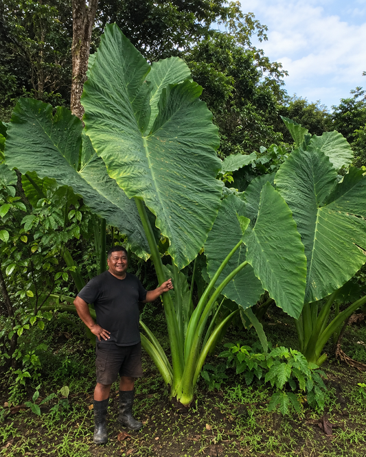 Taro riesige Blätter bis 2,50 m Colocasia esculenta gekeimtes Rhizom / Knolle Rarität Zimmerpflanze | Monstera | Palme | Olive | Banane | Rare Plant | Urban Jungle Alocasia (Kopie)