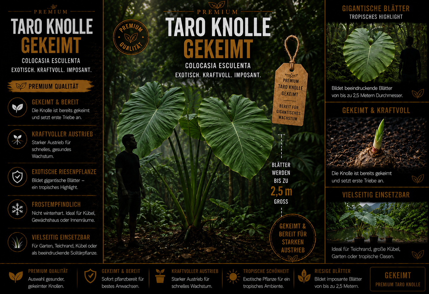 Taro riesige Blätter bis 2,50 m Colocasia esculenta gekeimtes Rhizom / Knolle Rarität Zimmerpflanze | Monstera | Palme | Olive | Banane | Rare Plant | Urban Jungle Alocasia (Kopie)