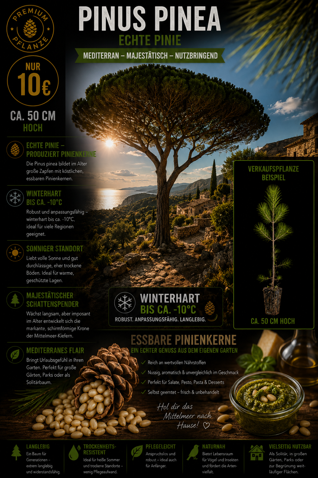 Pinus pinea Pinie