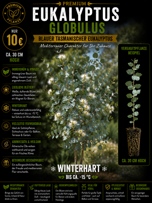 Eucalyptus nitens shining gum
