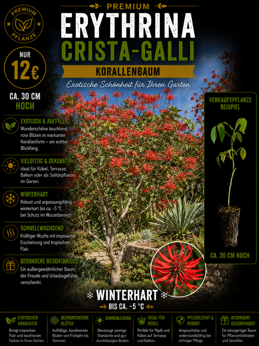 Erythrina crista-galli