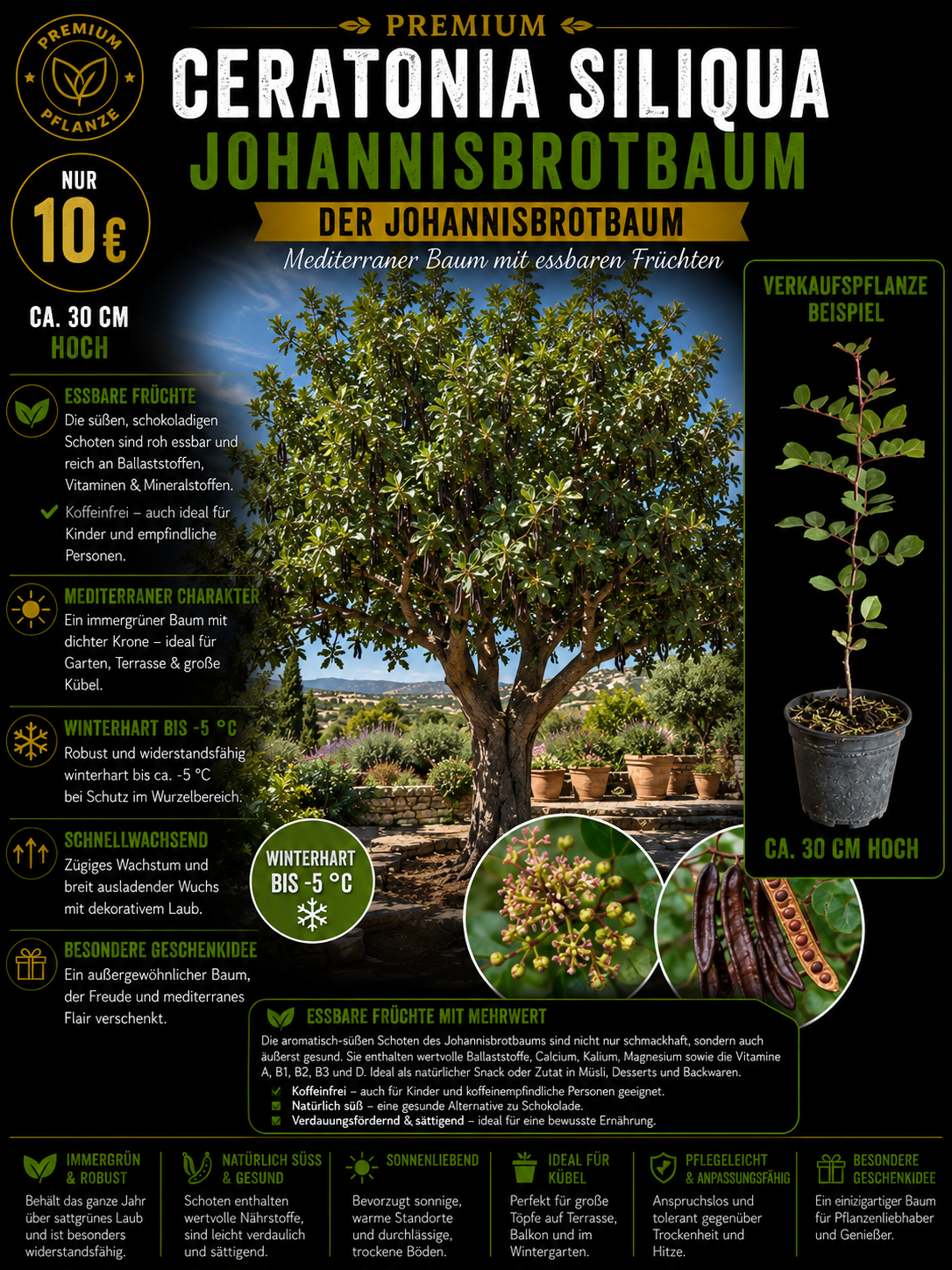 Ceratonia siliqua Johannisbrotbaum