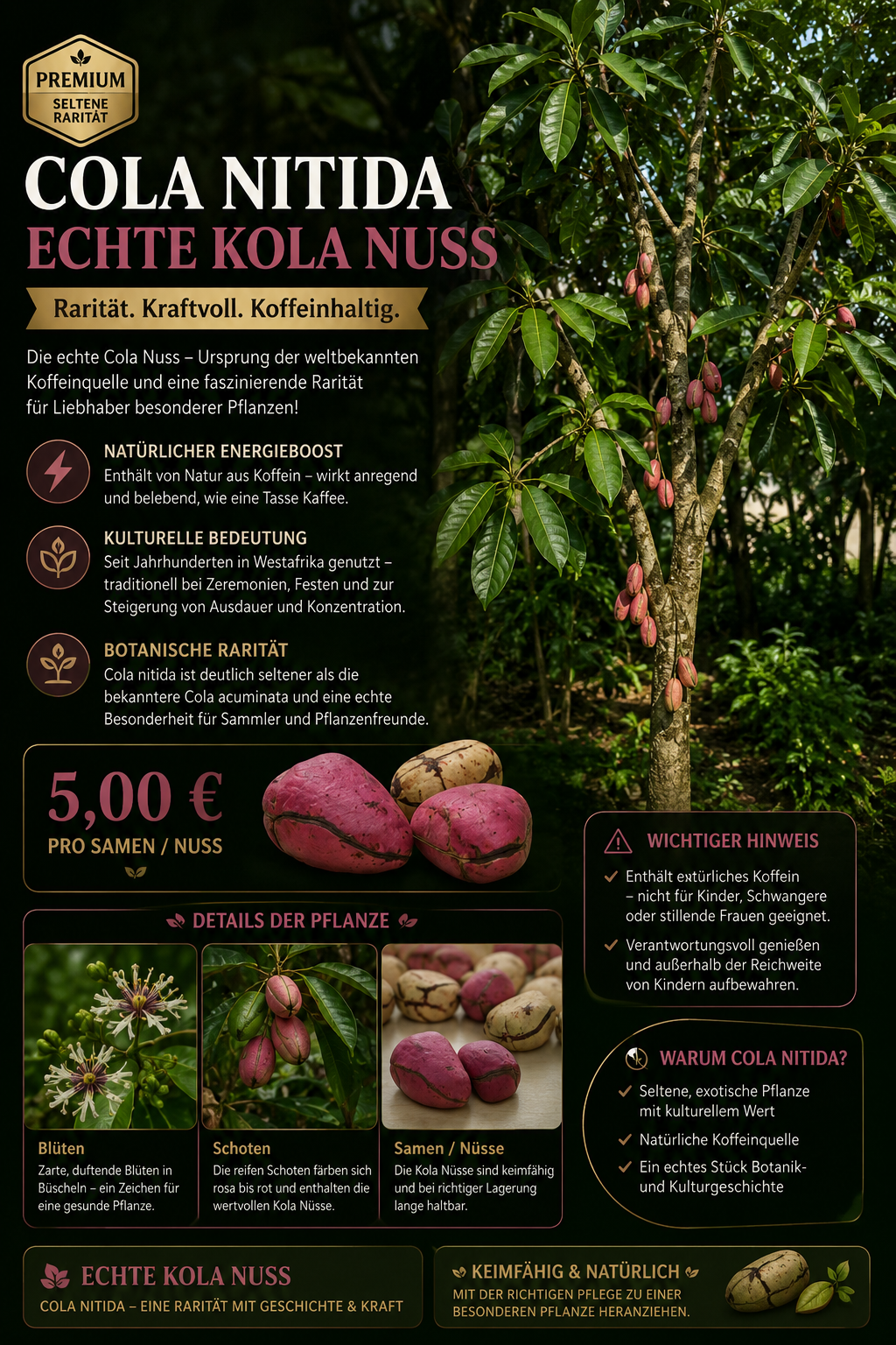 Cola nitida echte Kola Rarität!