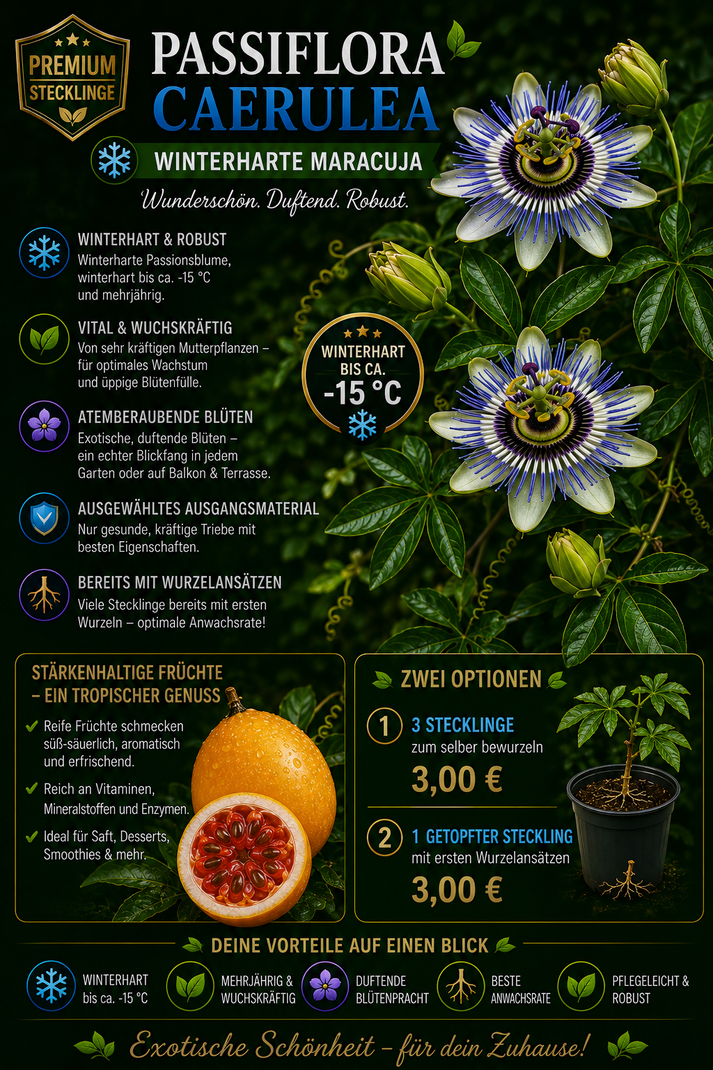 Passiflora caerulea blaue Passionsblume winterharte Maracuja getopfter Steckling