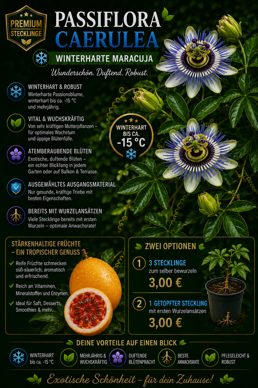 Passiflora caerulea blaue Passionsblume winterharte Maracuja 3 Stecklinge