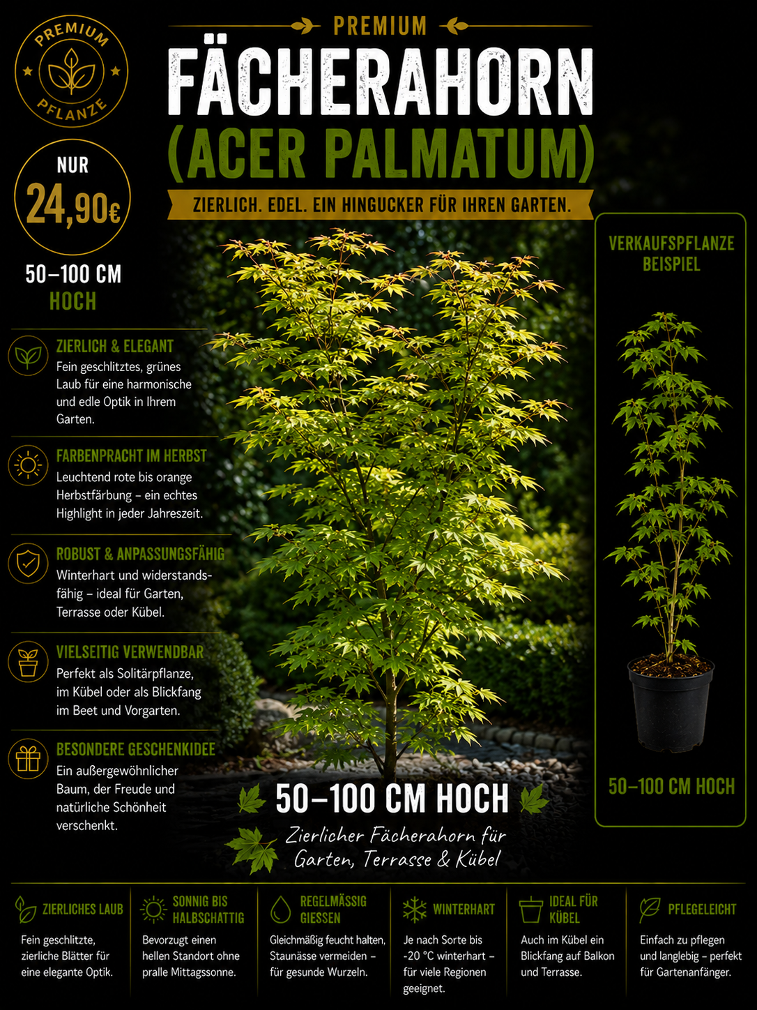 Acer palmatum Fächerahorn