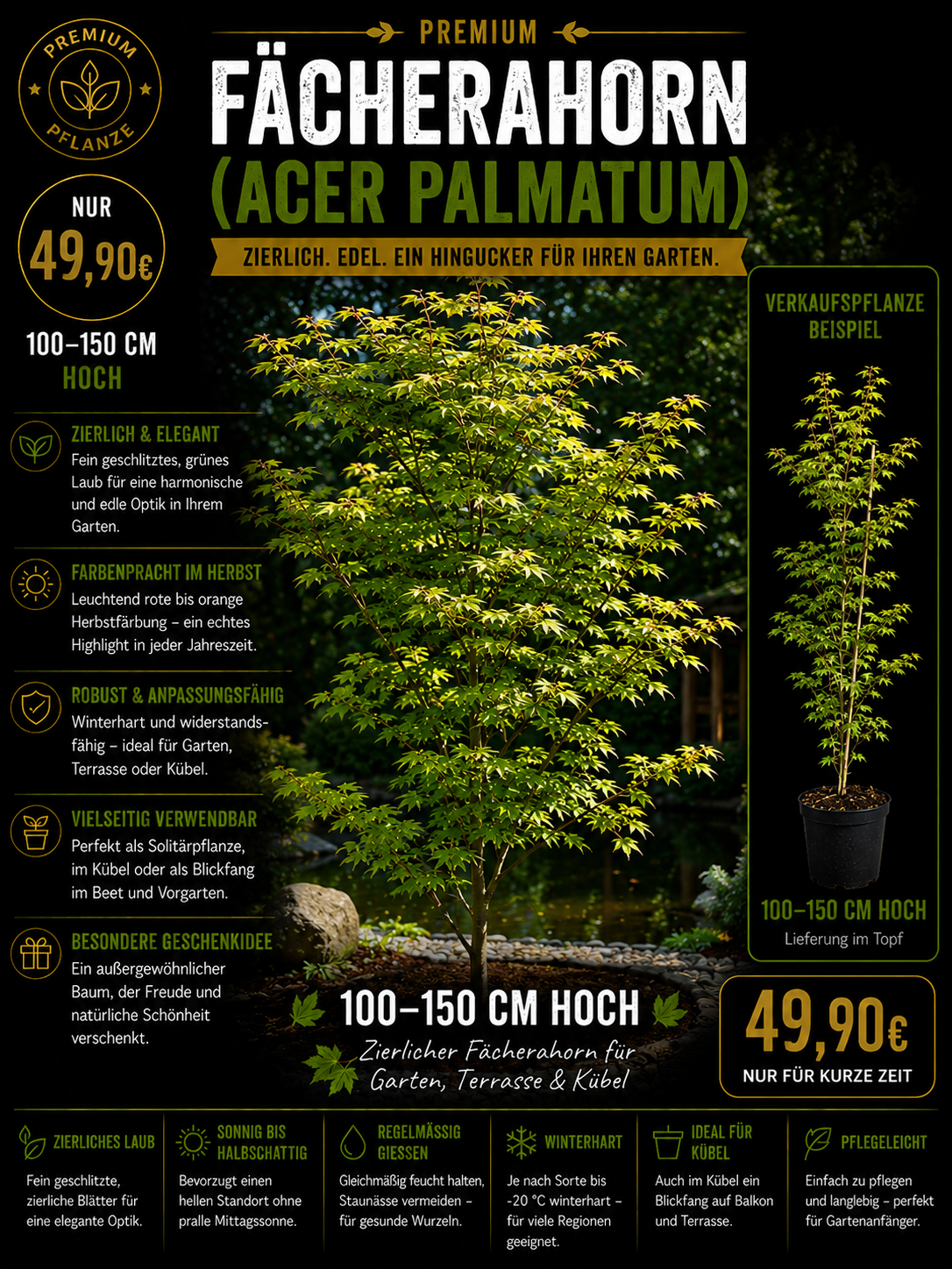 Acer palmatum Fächerahorn