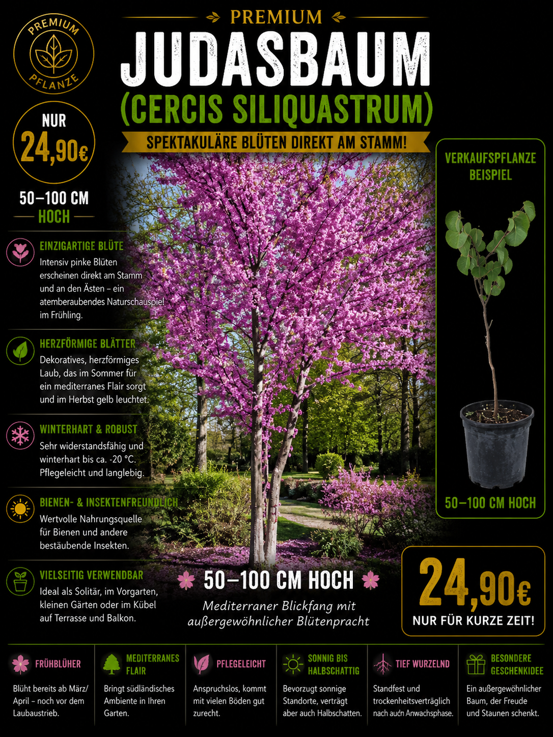 Cercis siliquastrum Judasbaum