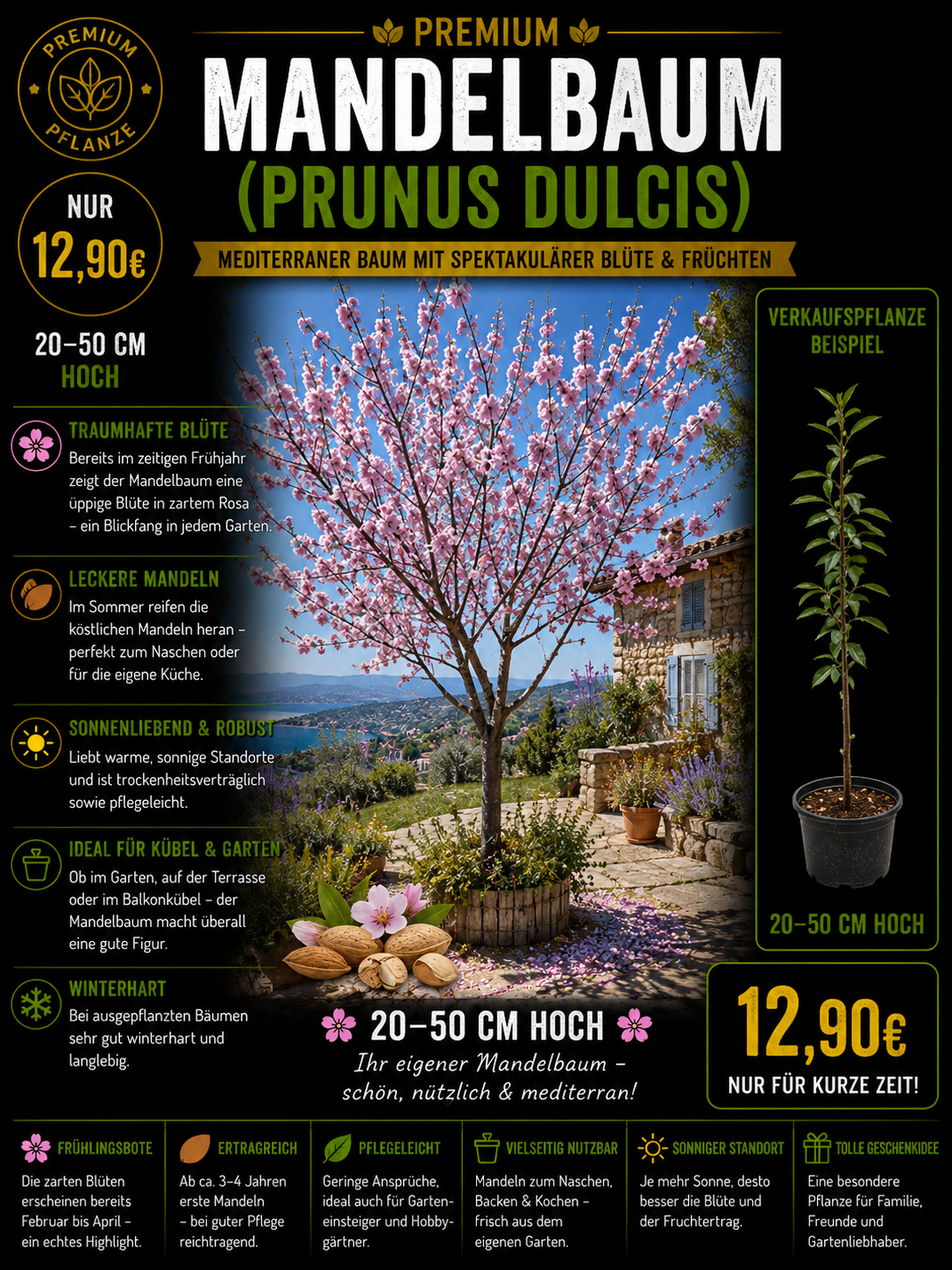 Prunus persica Mandel