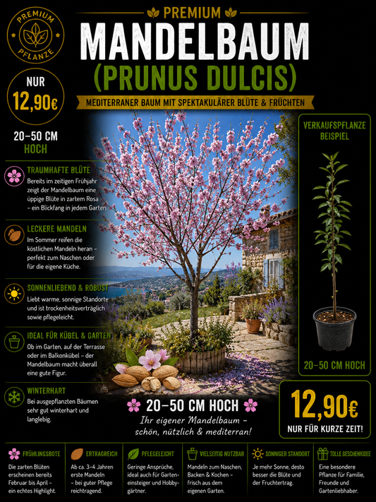 Prunus persica Amande