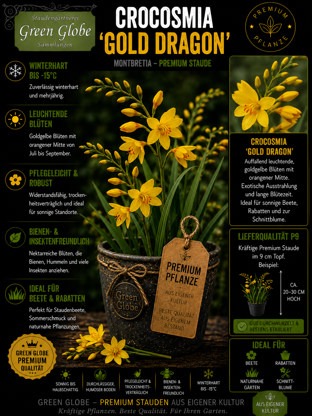Crocosmia 'Gold Dragon' – Rarität | Montbretie | Leuchtend goldgelbe Blüten | Winterhart | Premium P9