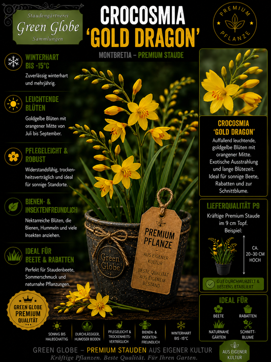 Crocosmia 'Gold Dragon' – Rarität | Montbretie | Leuchtend goldgelbe Blüten | Winterhart | Premium P9