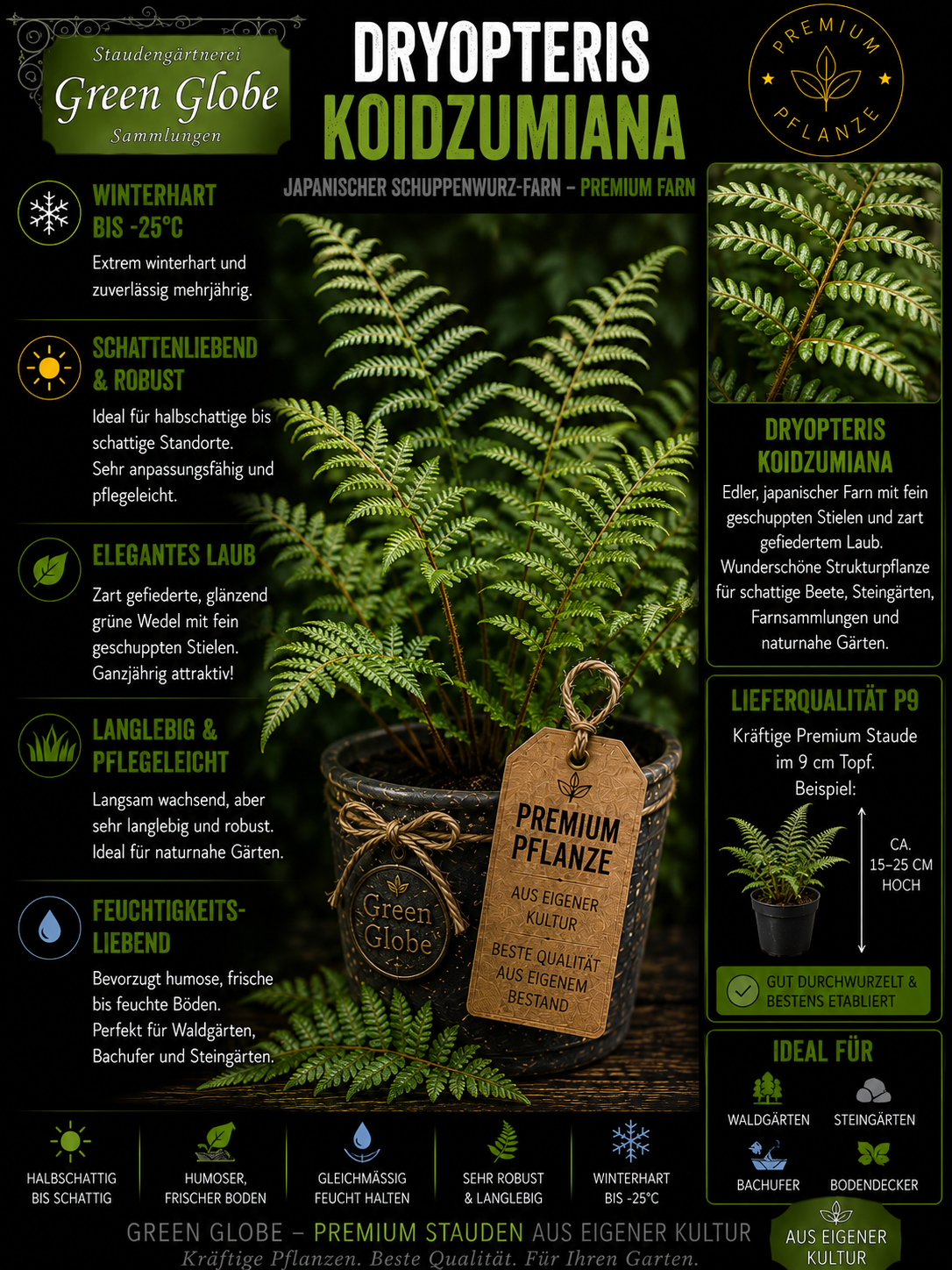Dryopteris koidzumiana – Rarität | Japanischer Schildfarn | Immergrüner Farn | Winterhart | Premium P9