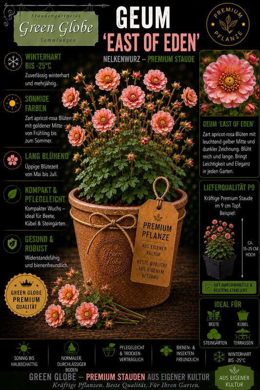 Geum 'East of Eden' – Rarität | Winterharte Nelkenwurz | Elegante Blüten | Bienenfreundlich | Premium P9