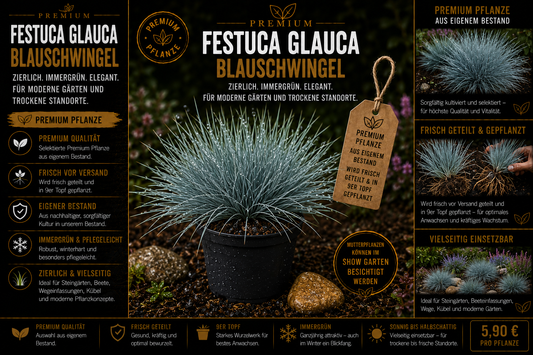 Blauschwingel ‘Festuca glauca’ – Premium Pflanze im 9er Topf