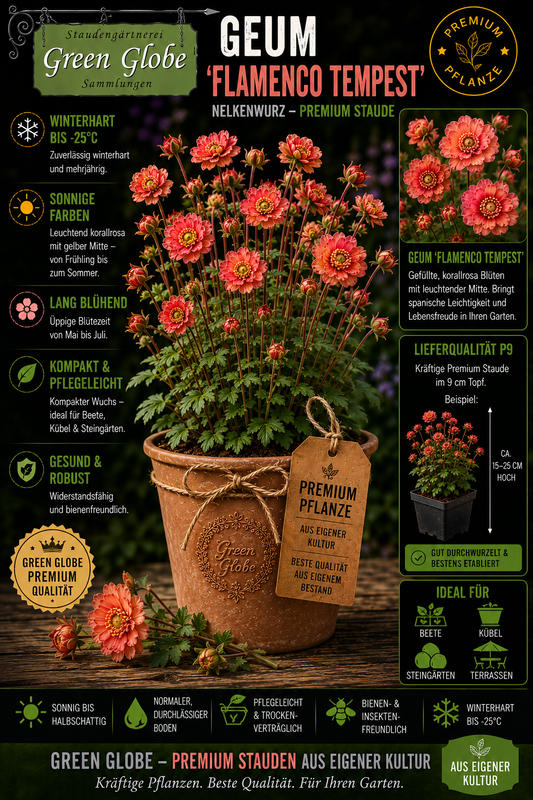 Geum 'Flamenco Tempest' – Rarität | Winterharte Nelkenwurz | Spektakuläre Blüten | Bienenfreundlich | Premium P9