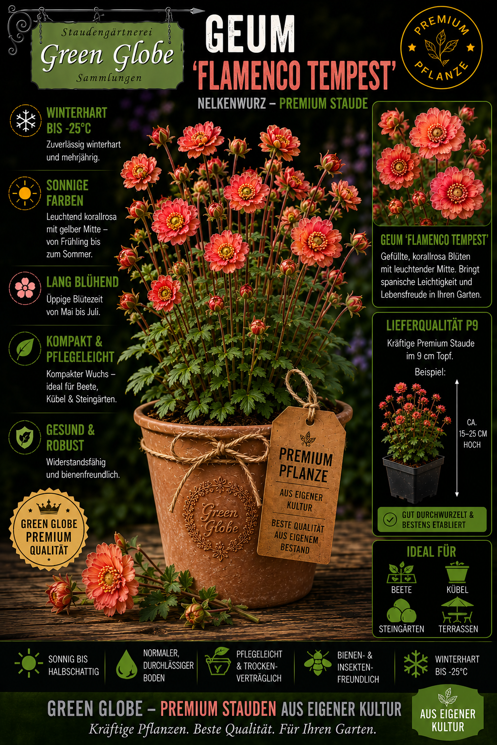 Geum 'Flamenco Tempest' – Rarität | Winterharte Nelkenwurz | Spektakuläre Blüten | Bienenfreundlich | Premium P9