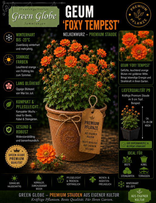 Geum 'Foxy Tempest' – Rarität | Winterharte Nelkenwurz | Leuchtende Blüten | Bienenfreundlich | Premium P9