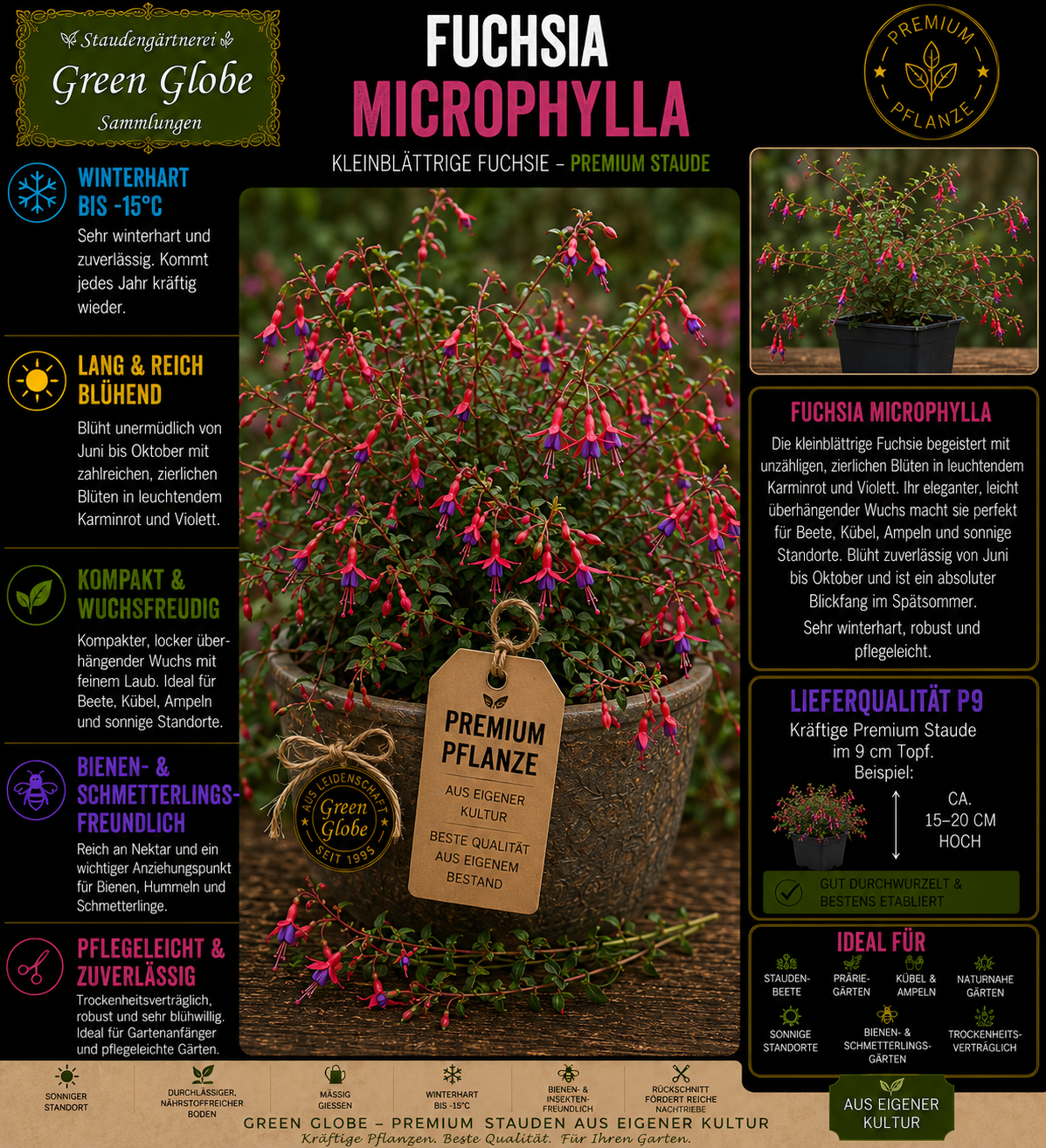 Fuchsia microphylla – Rarität | Kleinblättrige Fuchsie | Zierfrüchte | Lange Blüte | Premium P9