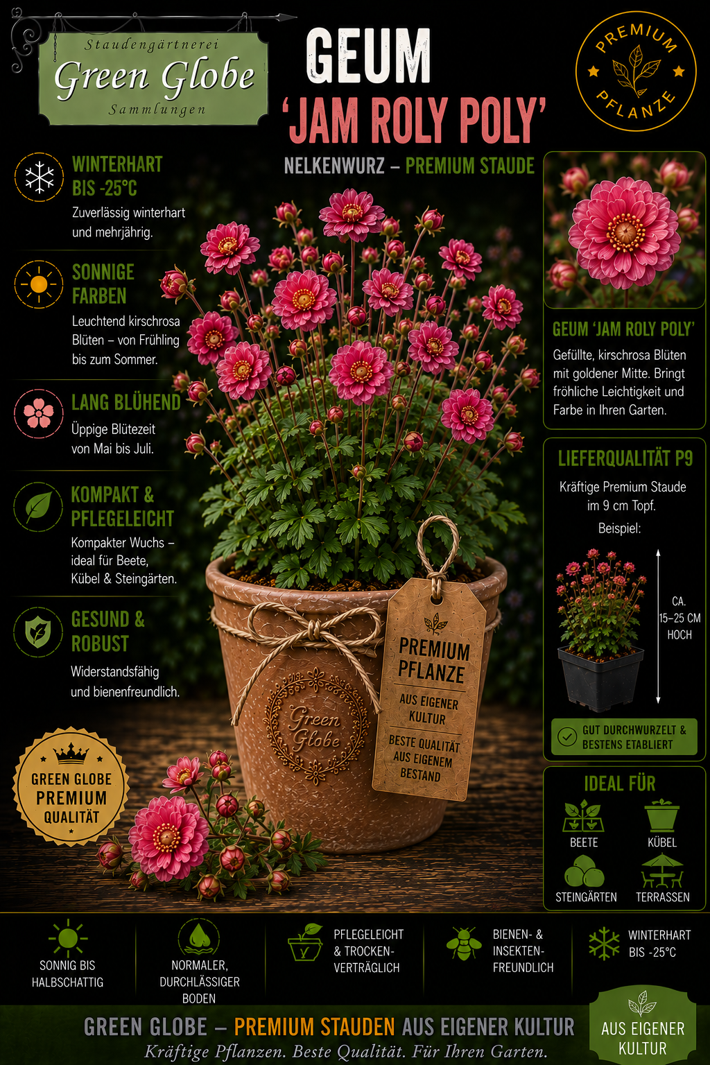 Geum 'Jam Roly Poly' – Rarität | Winterharte Nelkenwurz | Intensive Blüten | Bienenfreundlich | Premium P9
