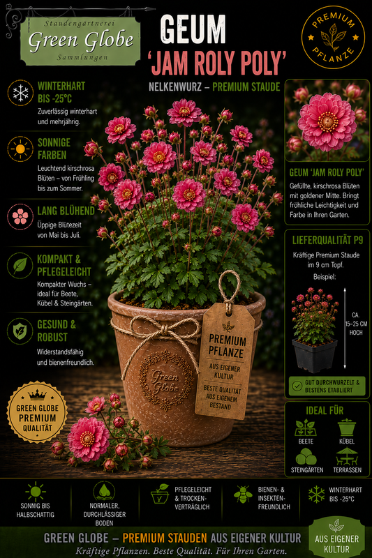 Geum 'Jam Roly Poly' – Rarität | Winterharte Nelkenwurz | Intensive Blüten | Bienenfreundlich | Premium P9