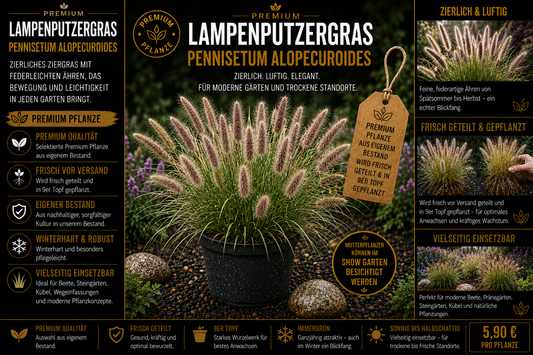 Lampenputzergras (Pennisetum alopecuroides) – Premium Pflanze im 9er Topf