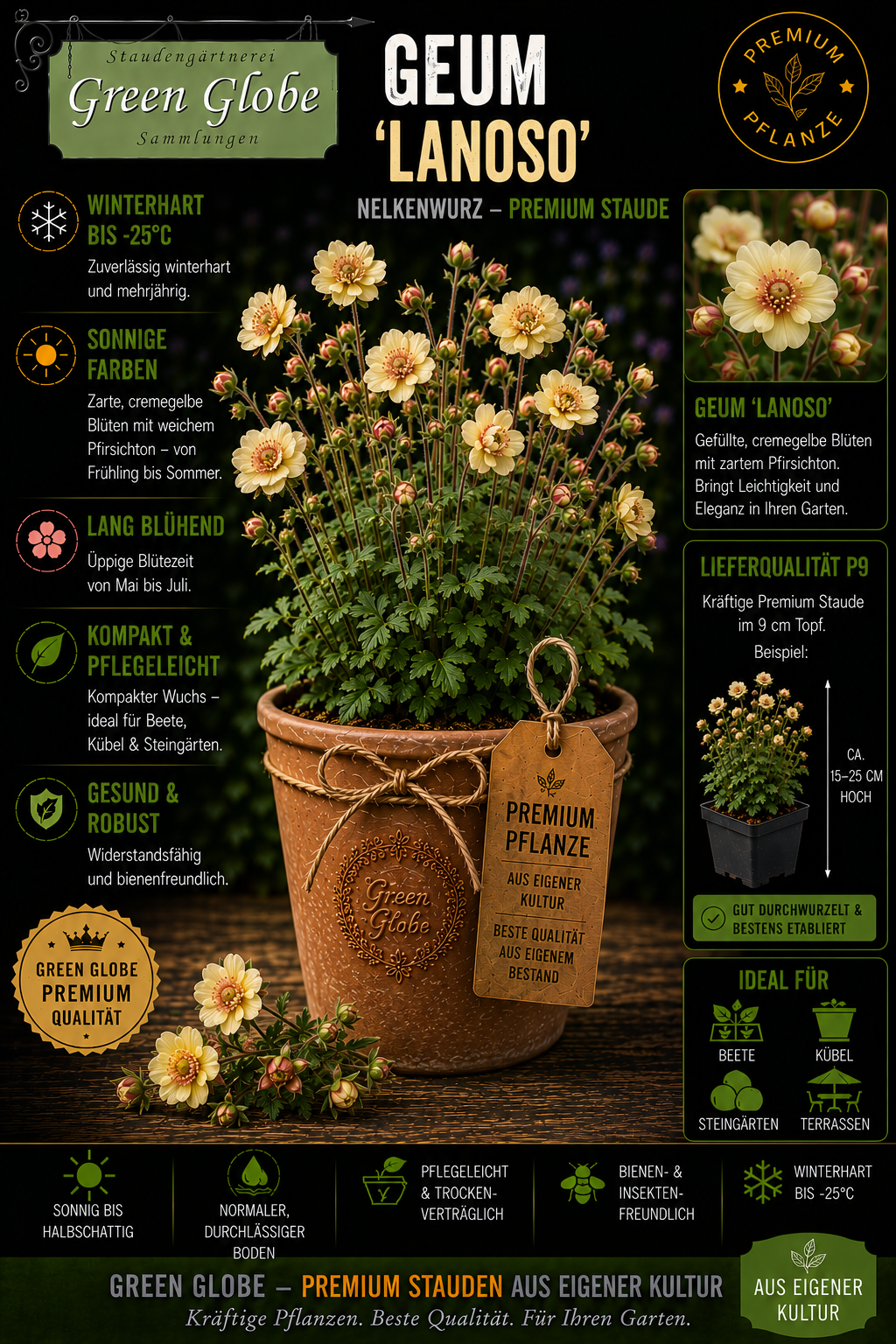 Geum 'Lanoso' – Rarität | Winterharte Nelkenwurz | Elegante Blüten | Bienenfreundlich | Premium P9