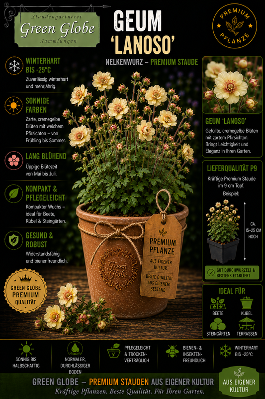 Geum 'Lanoso' – Rarität | Winterharte Nelkenwurz | Elegante Blüten | Bienenfreundlich | Premium P9