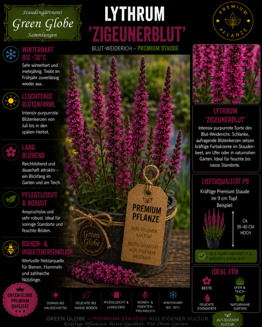 Lythrum 'Zigeunerblut' – Rarität | Blut-Weiderich | Purpurrote Blüten | Winterhart | Bienenfreundlich | Premium P9