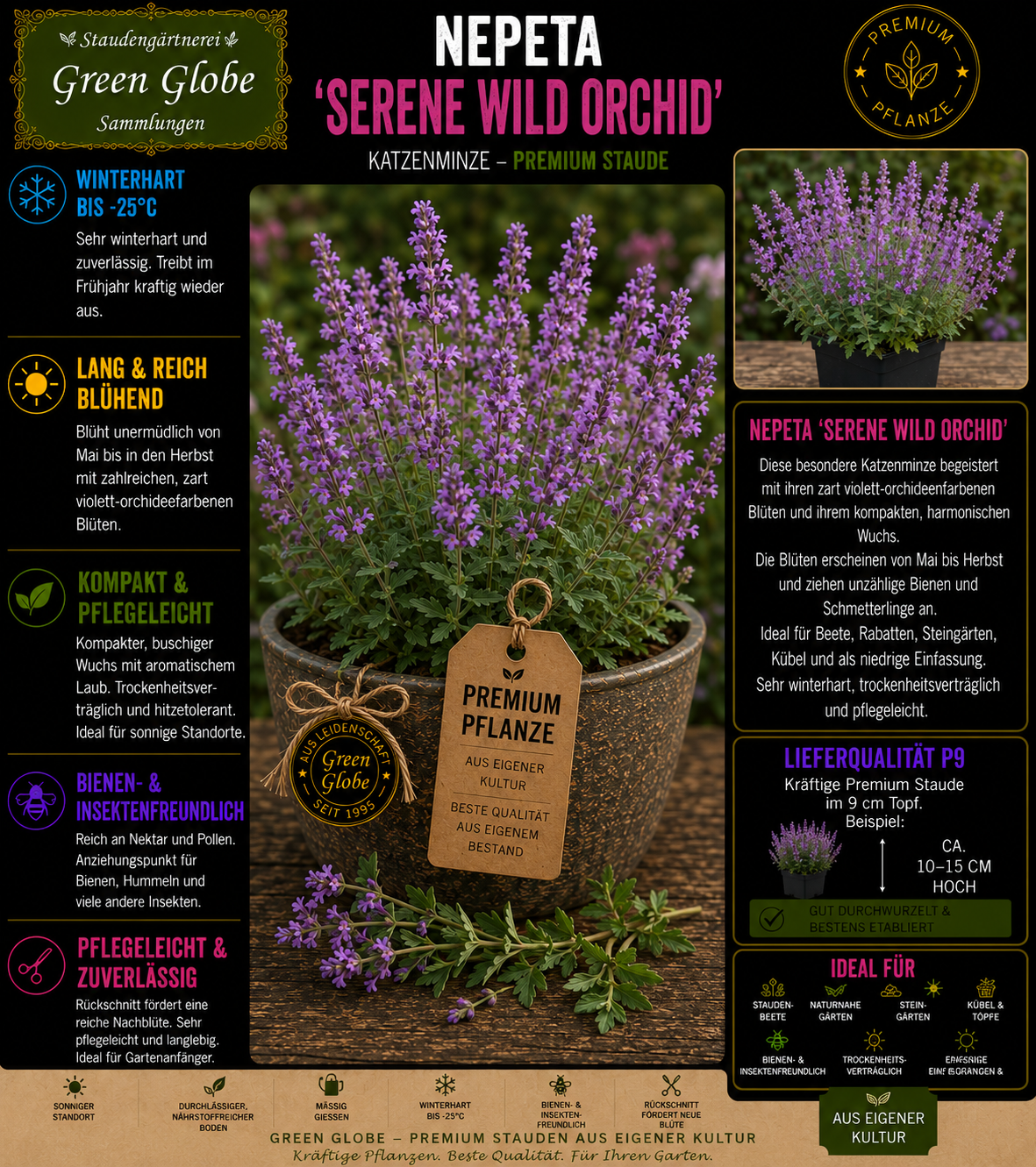 Nepeta 'Serene Wild Orchid' – Rarität | Katzenminze | Orchideenviolette Blüten | Winterhart | Bienenfreundlich | Premium P9