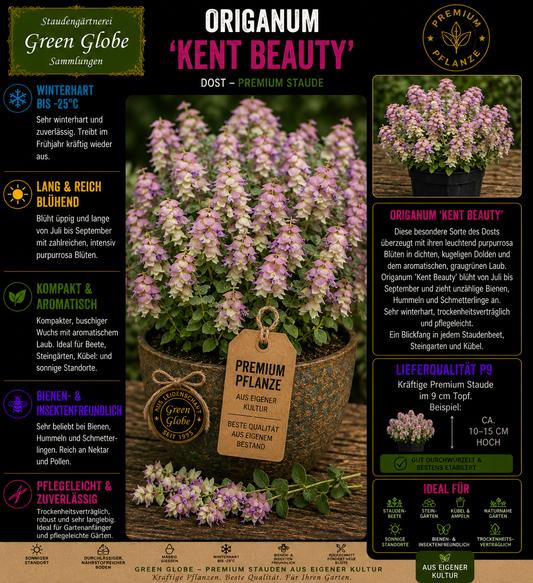 Origanum 'Kent Beauty' – Rarität | Zier-Oregano | Rosa Blüten & dekorative Hochblätter | Winterhart | Bienenfreundlich | Premium P9