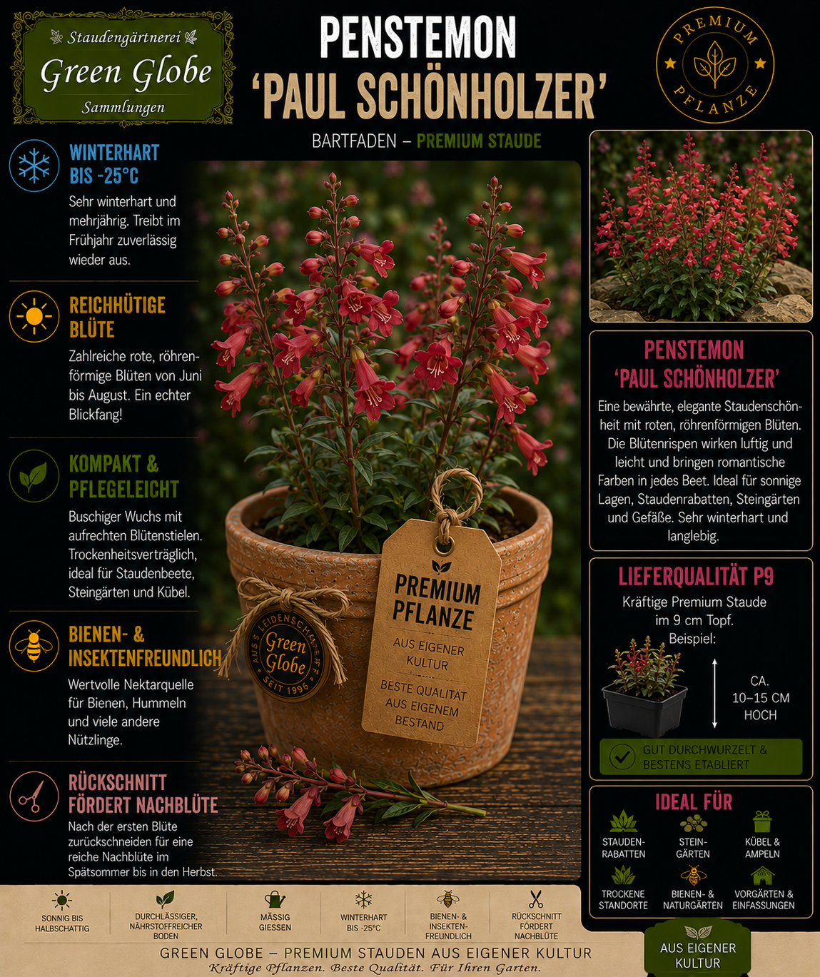 Penstemon 'Paul Schönholzer' – Rarität | Bartfaden | Elegante Blüten | Lange Blüte | Bienenfreundlich | Premium P9