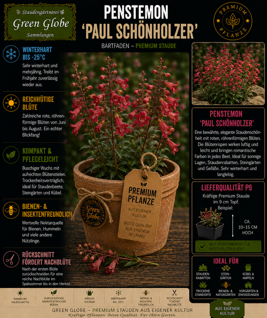 Penstemon 'Paul Schönholzer' – Rarität | Bartfaden | Elegante Blüten | Lange Blüte | Bienenfreundlich | Premium P9