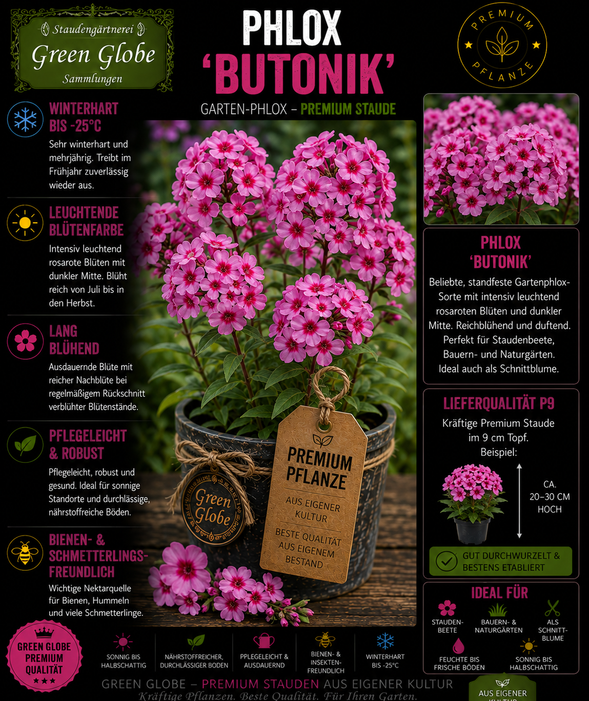 Phlox 'Butonik' – Rarität | Flammenblume | Außergewöhnliche Blüten | Winterhart | Bienenfreundlich | Premium P9