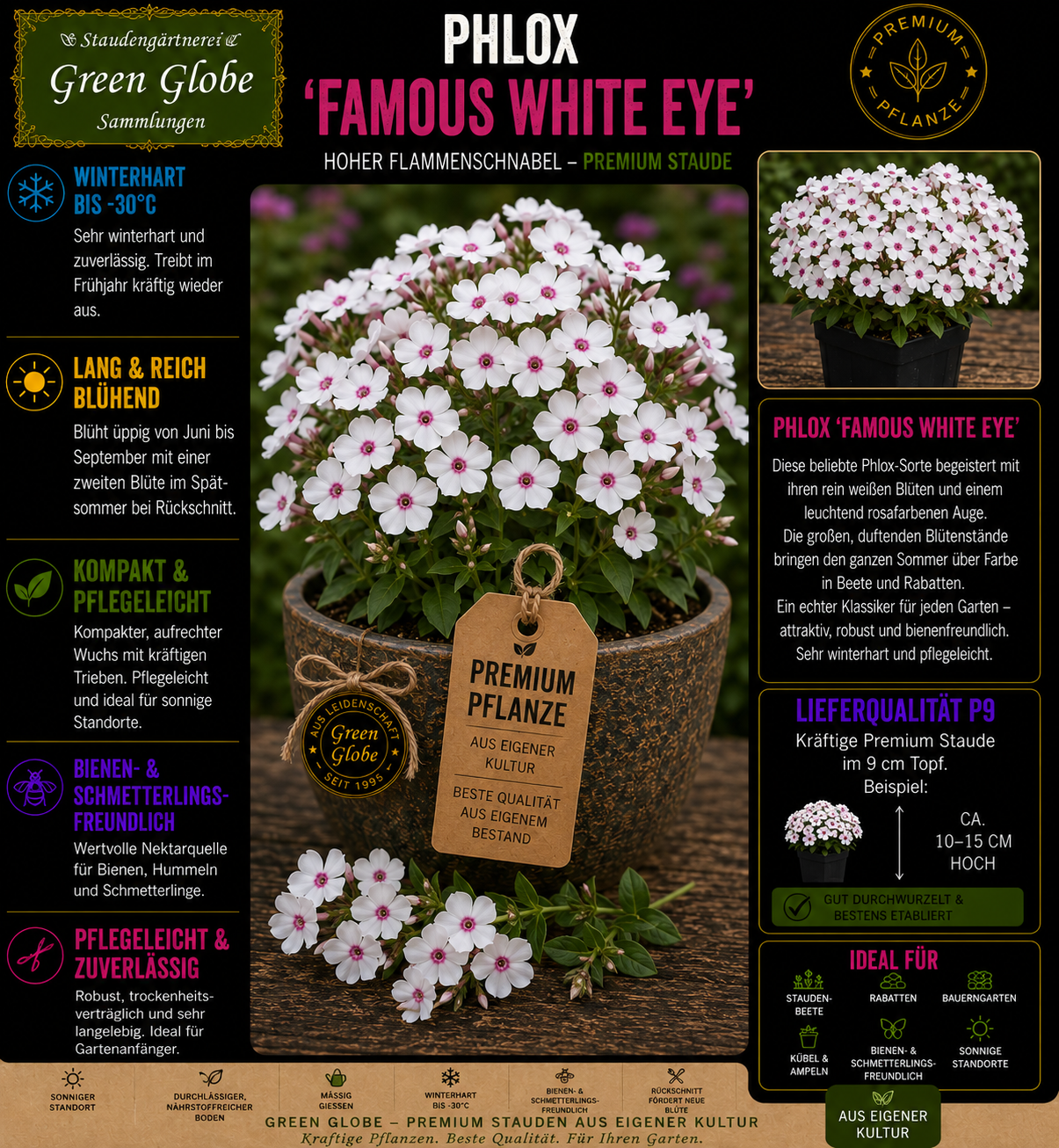 Phlox 'Famous White Eye' – Rarität | Flammenblume | Weiße Blüten mit rosa Auge | Winterhart | Bienenfreundlich | Premium P9