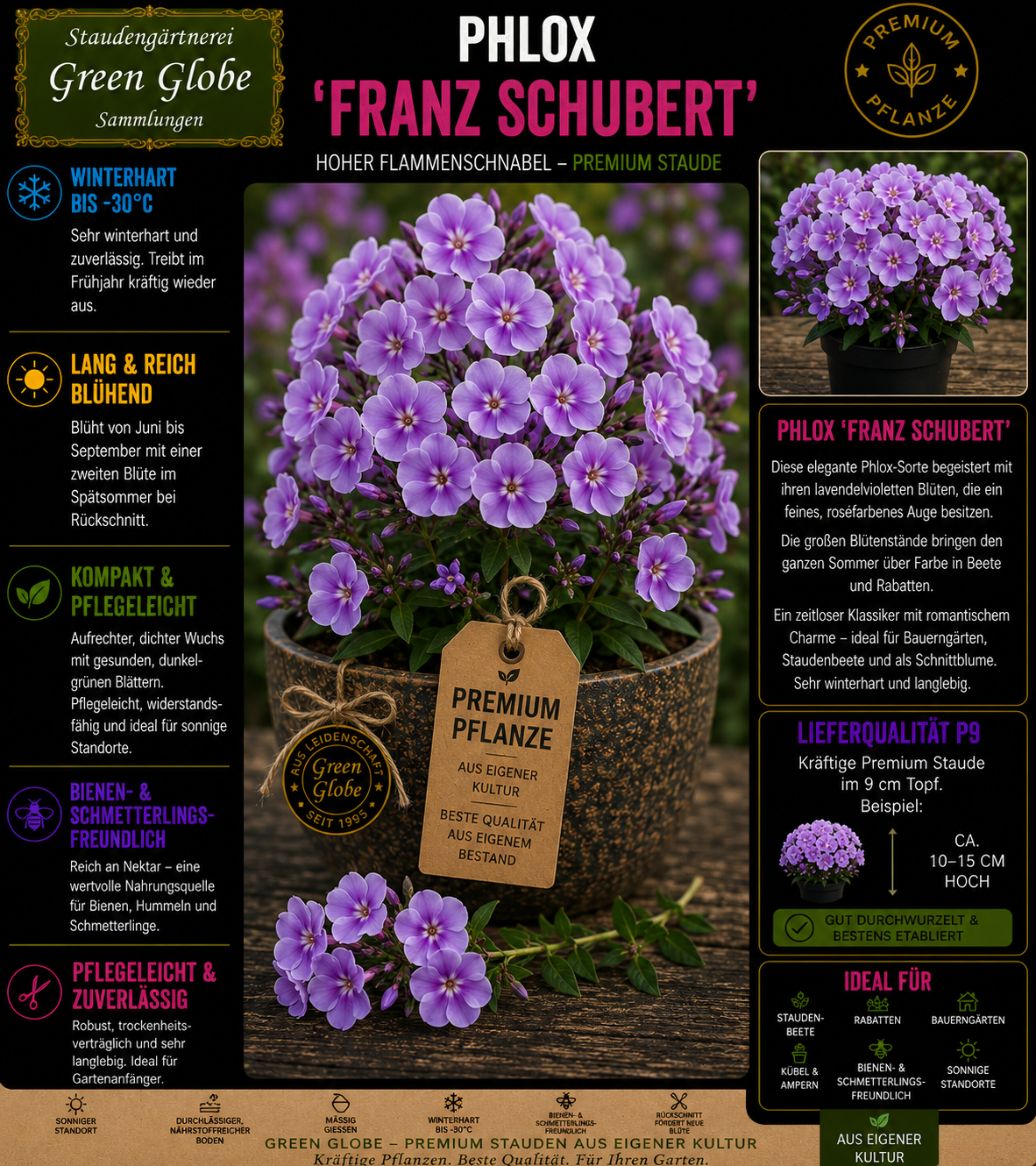 Phlox 'Franz Schubert' – Rarität | Flammenblume | Lavendelblaue Blüten | Winterhart | Duftend | Bienenfreundlich | Premium P9