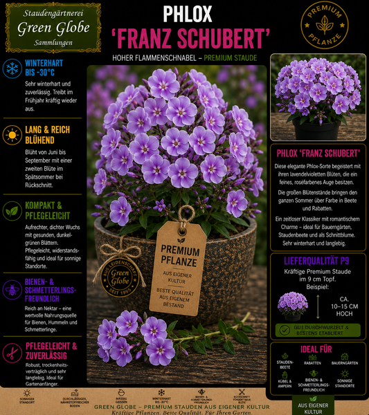 Phlox 'Franz Schubert' – Rarität | Flammenblume | Lavendelblaue Blüten | Winterhart | Duftend | Bienenfreundlich | Premium P9