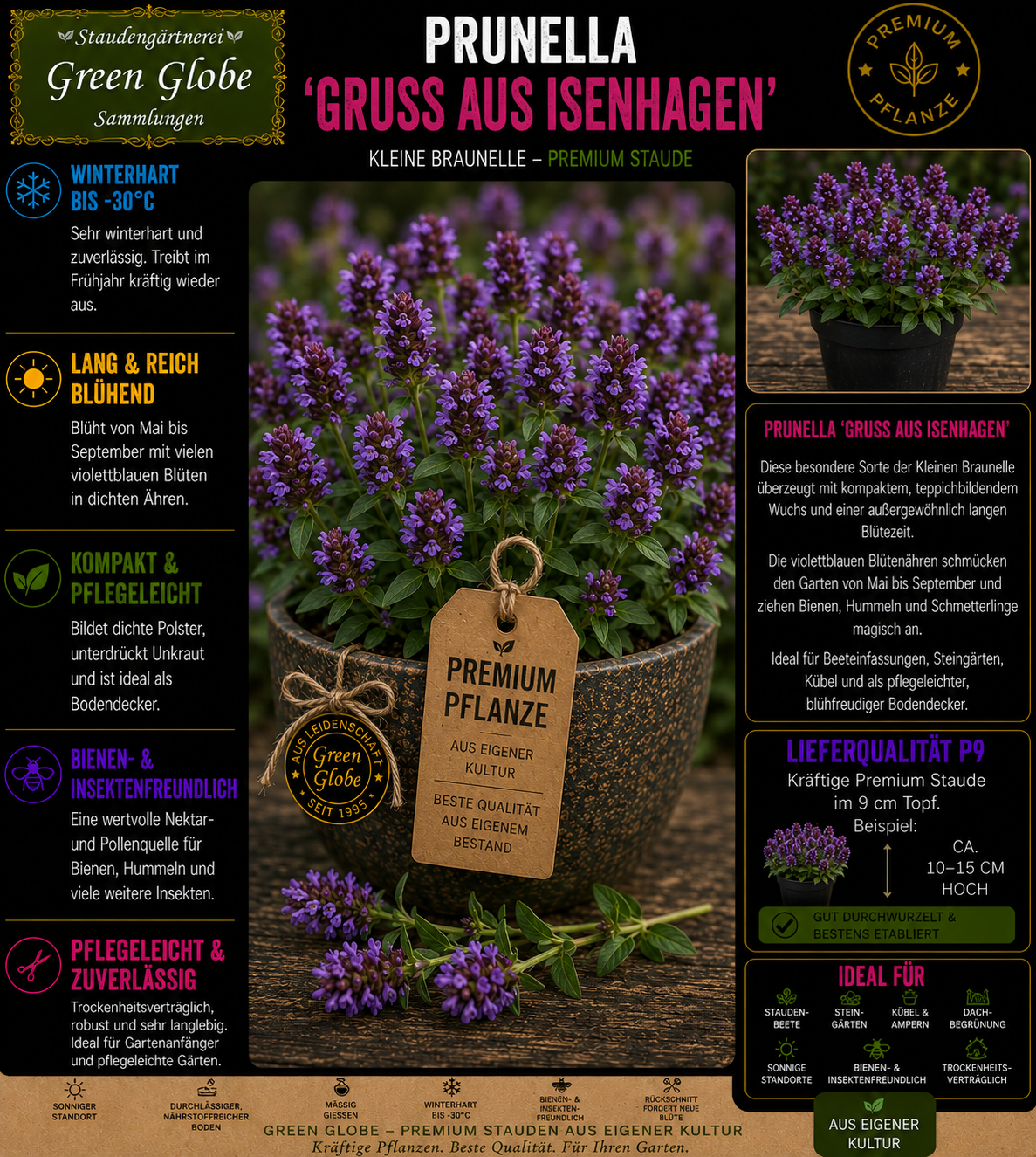 Prunella 'Gruß aus Isenhagen' – Rarität | Braunelle | Violettblaue Blüten | Winterhart | Bienenfreundlich | Premium P9