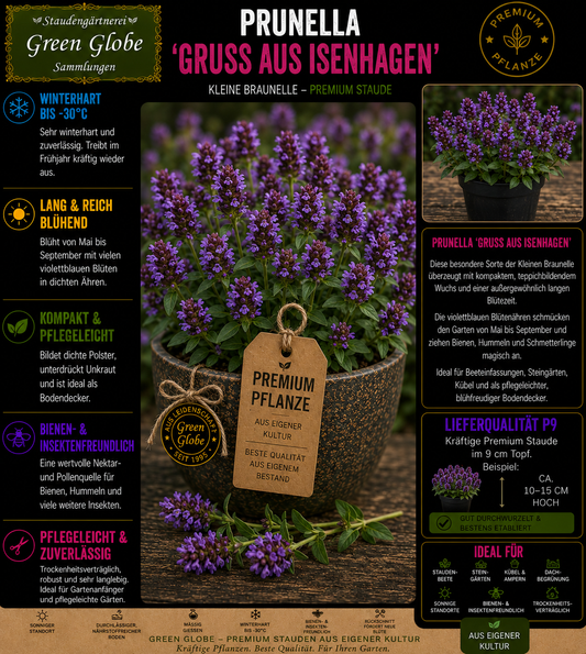 Prunella 'Gruß aus Isenhagen' – Rarität | Braunelle | Violettblaue Blüten | Winterhart | Bienenfreundlich | Premium P9