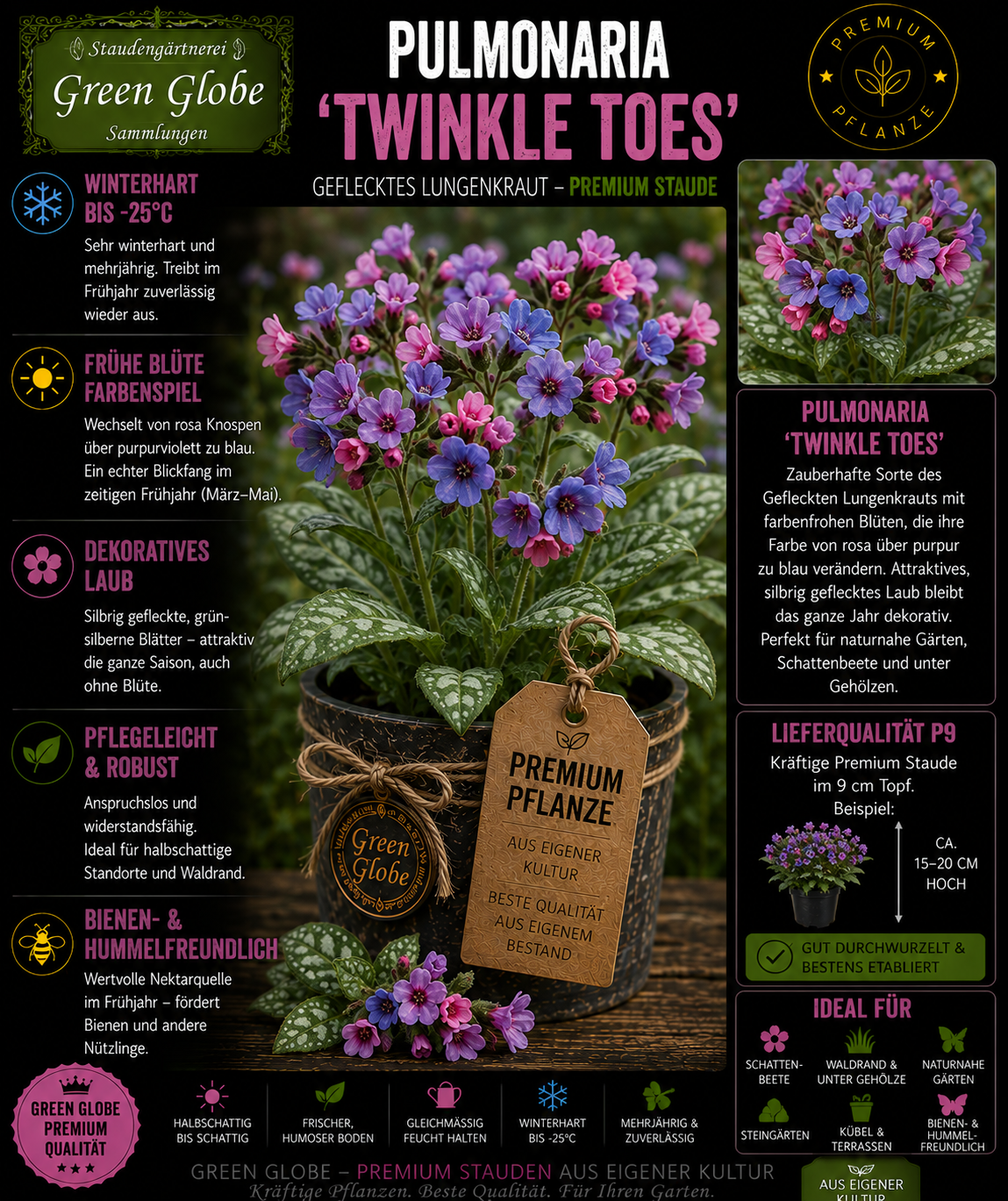 Pulmonaria 'Twinkle Toes' – Rarität | Lungenkraut | Silberlaub | Winterhart | Bienenfreundlich | Premium P9