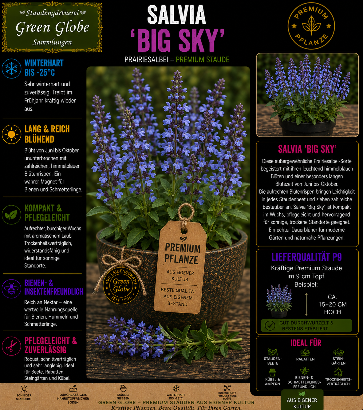 Salvia 'Big Sky' – Rarität | Ziersalbei | Himmelblaue Blüten | Winterhart | Bienenfreundlich | Premium P9