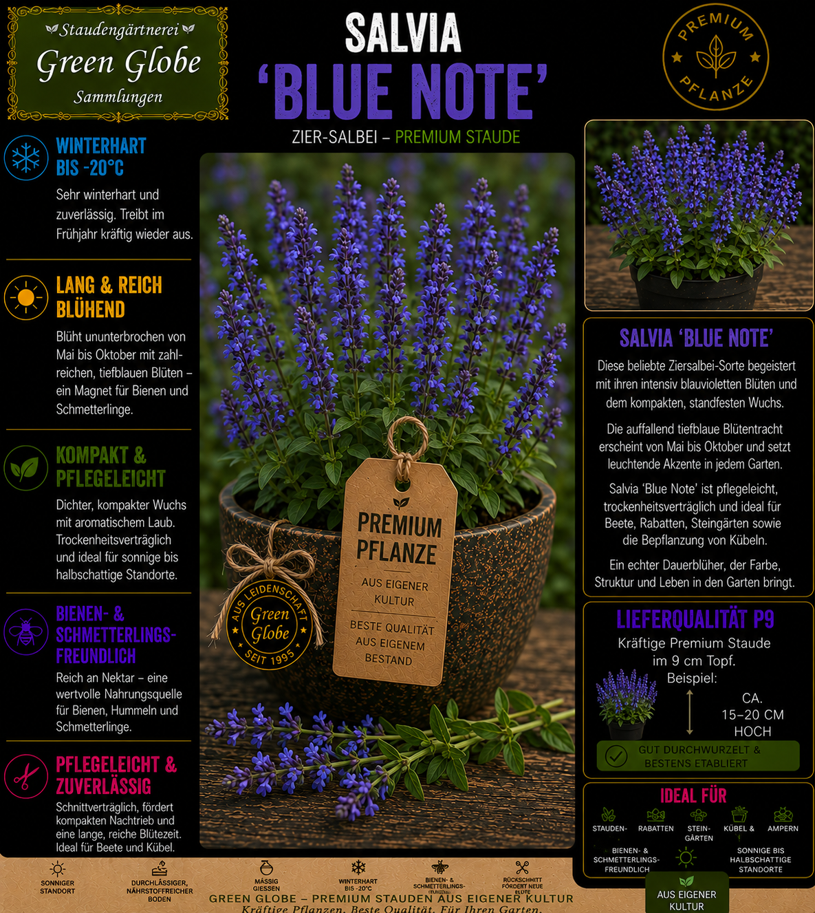 Salvia 'Blue Note' – Rarität | Ziersalbei | Tiefblaue Blüten | Winterhart | Bienenfreundlich | Premium P9