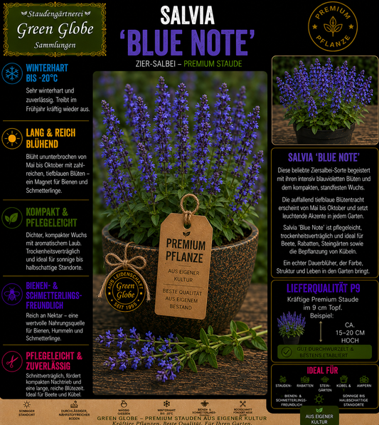 Salvia 'Blue Note' – Rarität | Ziersalbei | Tiefblaue Blüten | Winterhart | Bienenfreundlich | Premium P9