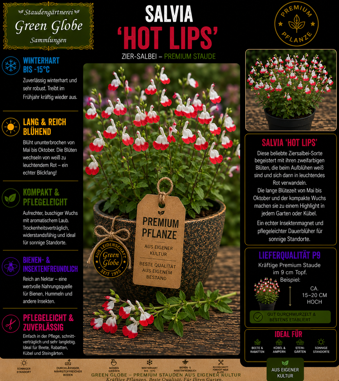 Salvia 'Hot Lips' – Rarität | Ziersalbei | Rot-weiße Blüten | Lange Blüte | Bienenfreundlich | Premium P9