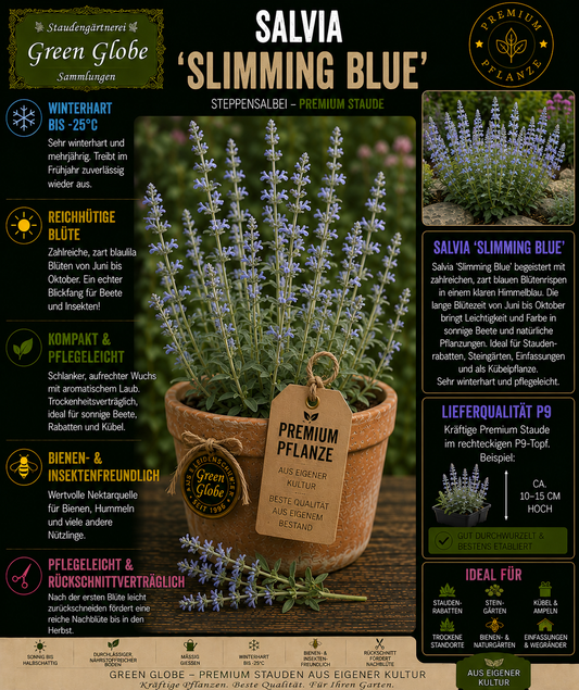 Salvia 'Slimming Blue' – Rarität | Ziersalbei | Tiefblaue Blüten | Winterhart | Bienenfreundlich | Premium P9