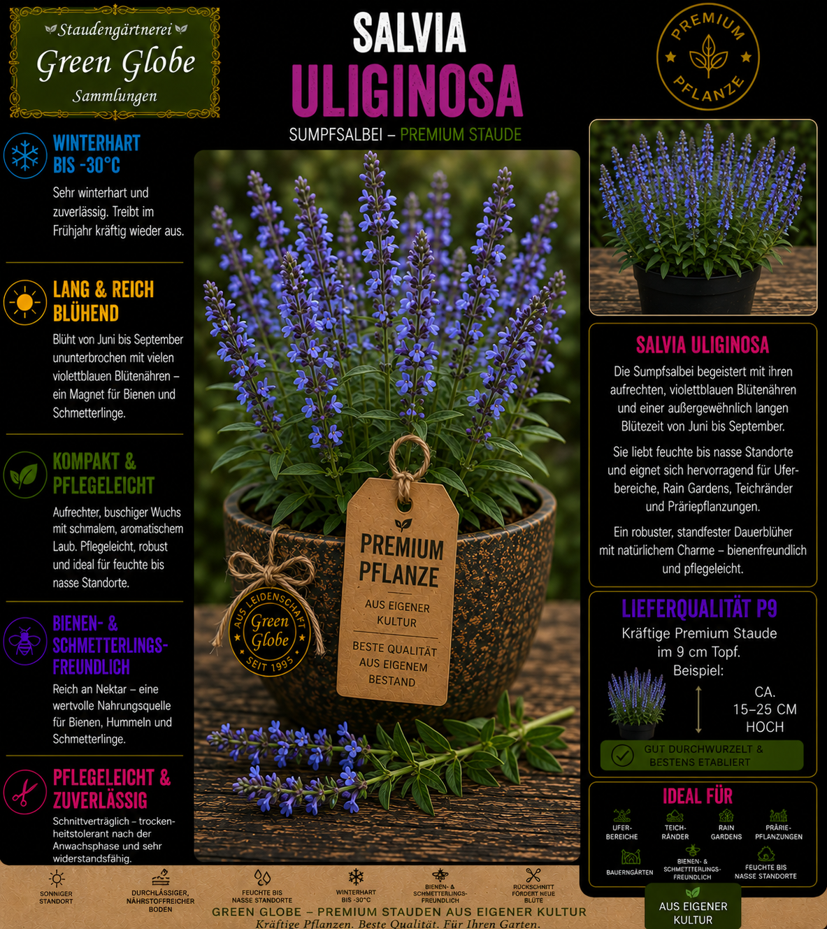 Salvia uliginosa – Rarität | Himmelsblauer Salbei | Leuchtend blaue Blüten | Winterhart | Bienenfreundlich | Premium P9