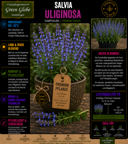 Salvia uliginosa – Rarität | Himmelsblauer Salbei | Leuchtend blaue Blüten | Winterhart | Bienenfreundlich | Premium P9