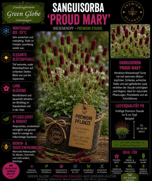Sanguisorba 'Proud Mary' – Rarität | Wiesenknopf | Elegante purpurrote Blüten | Winterhart | Bienenfreundlich | Premium P9